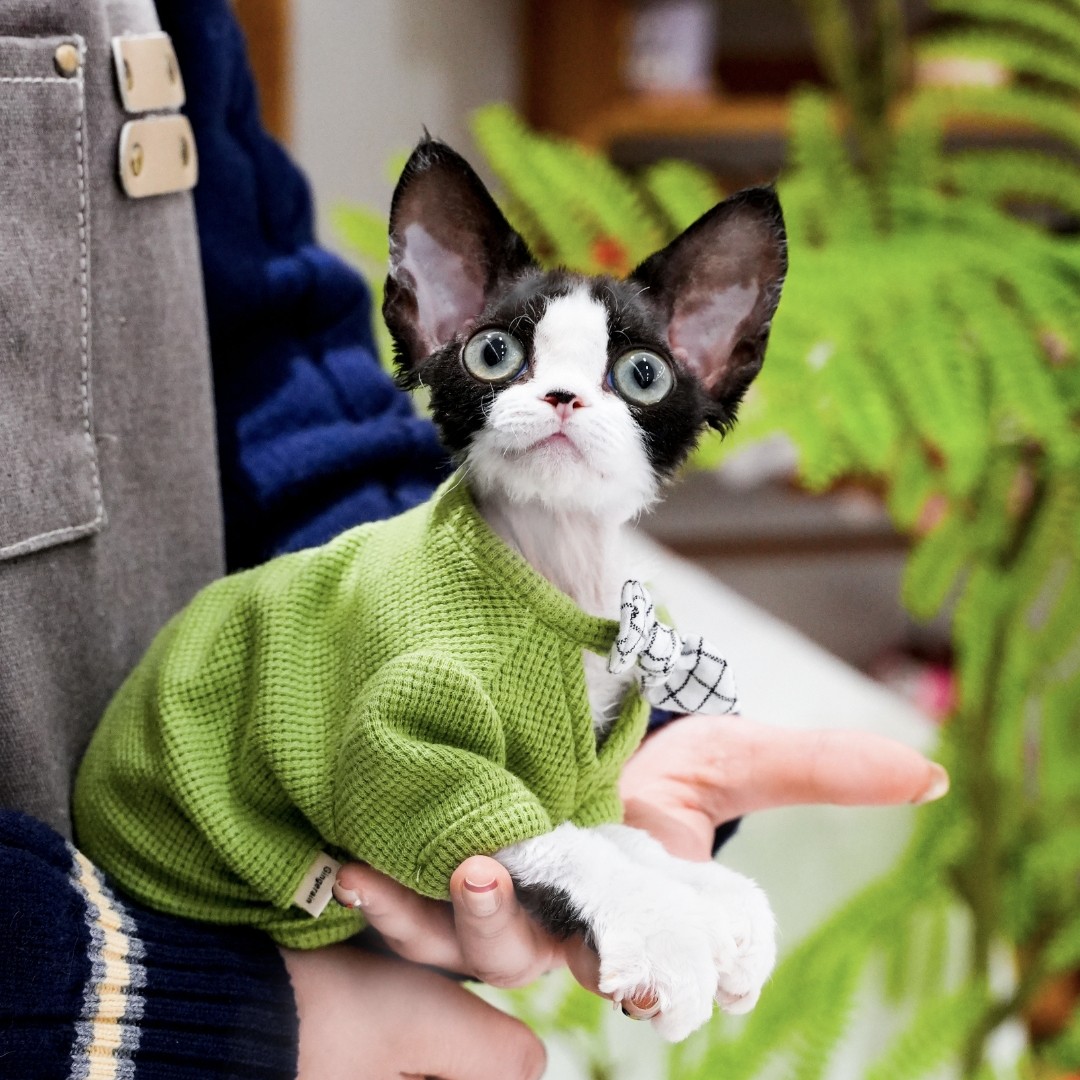 黑白开脸妹妹 niko 全款16800宠物