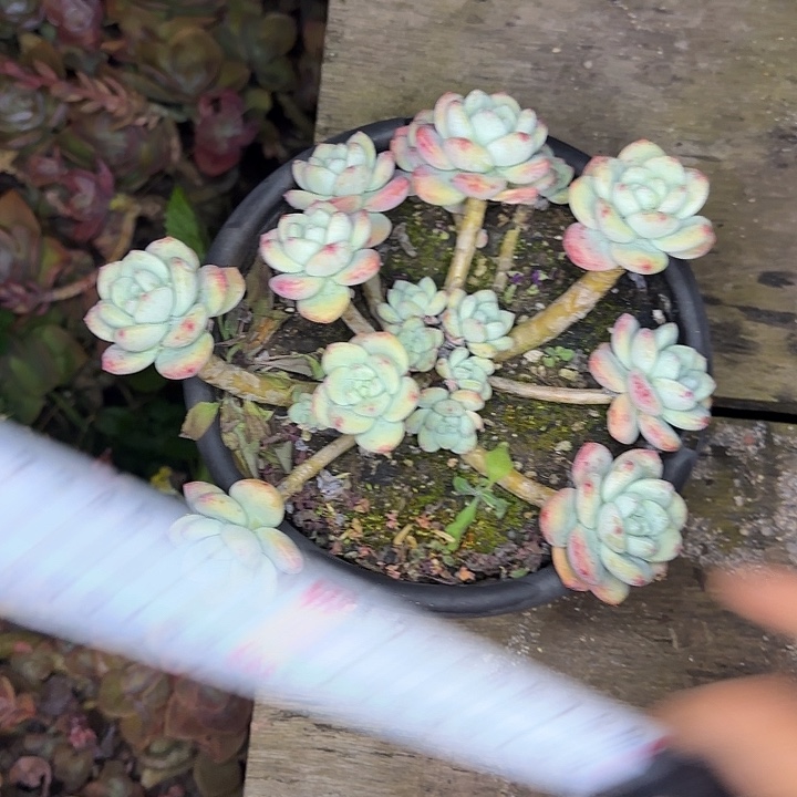 望舒993 多肉植物一物一拍