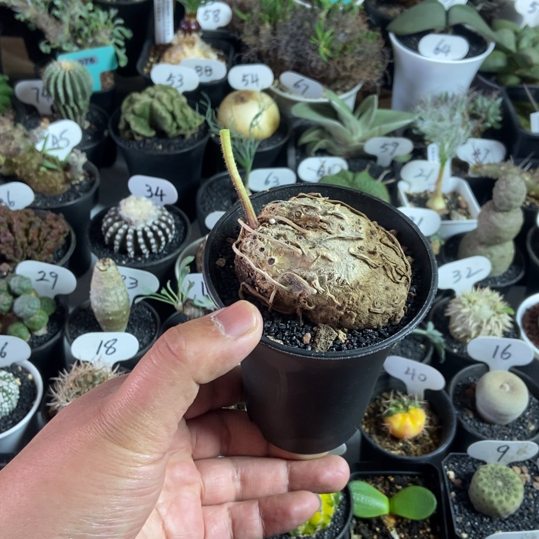 卷叶冰之镜一物一拍