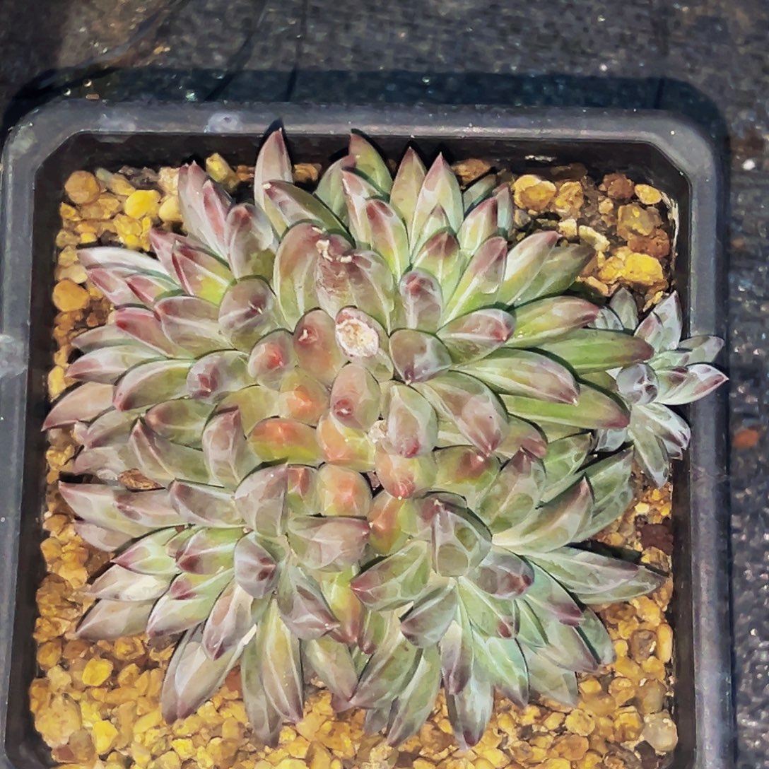 桔云多肉美人精品系列