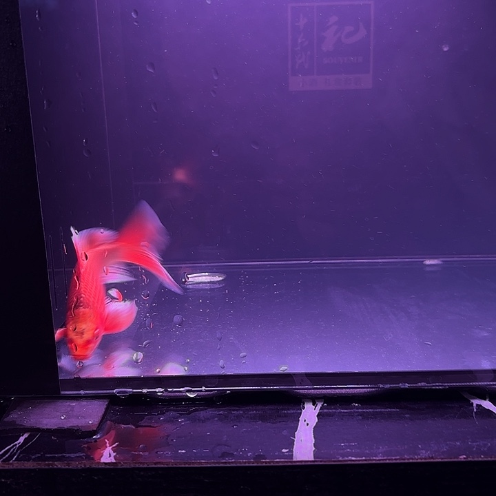 蝴蝶鲤鱼13号蝴蝶鲤