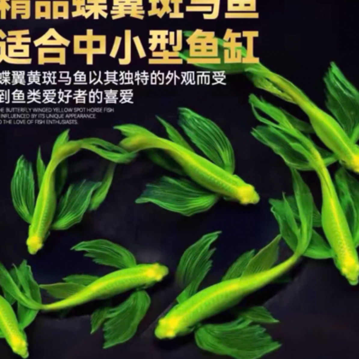 精品观赏鱼碟翼斑马鱼小型淡水热带观赏鱼活体耐活好养
