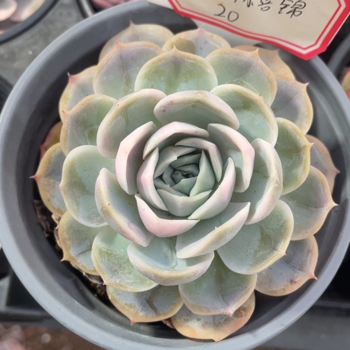 蓝色惊喜锦18一盆8888888