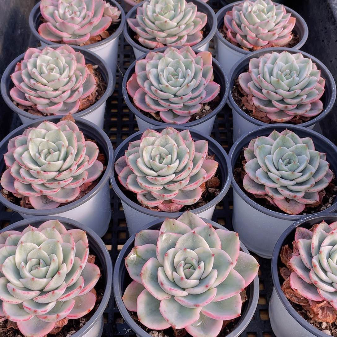 量拍97号 奶油黄桃锦单头一个