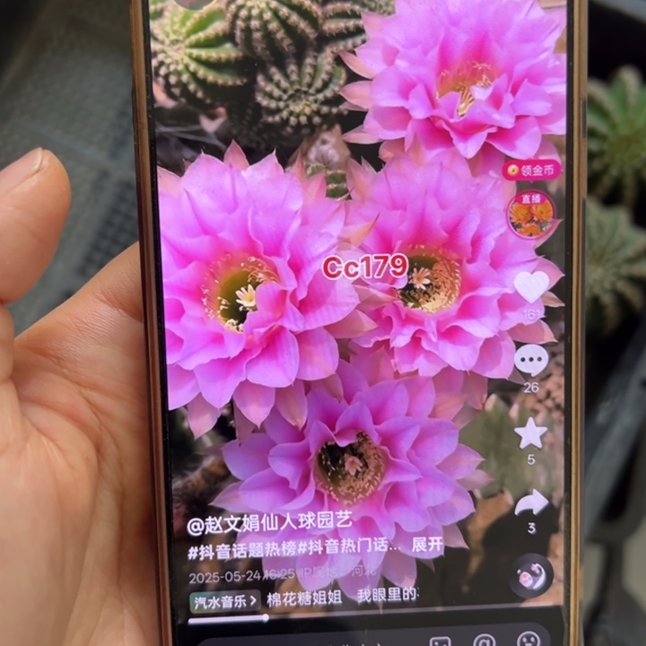 仙人球彩草歪cc179