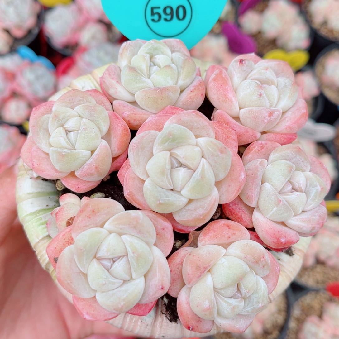 590号韩冰单头7颗组合