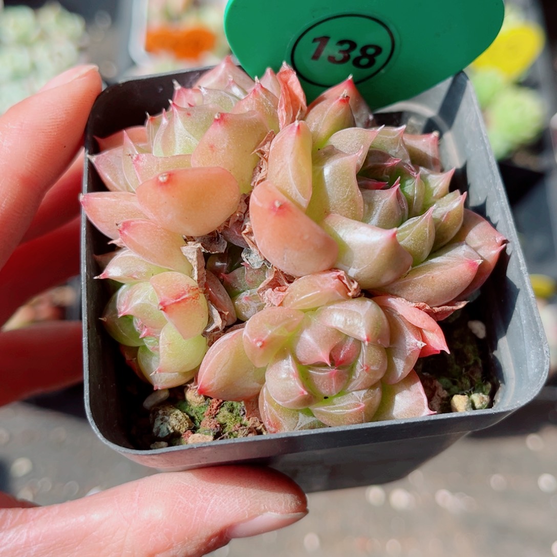 甜***力138号小老桩珍妮群