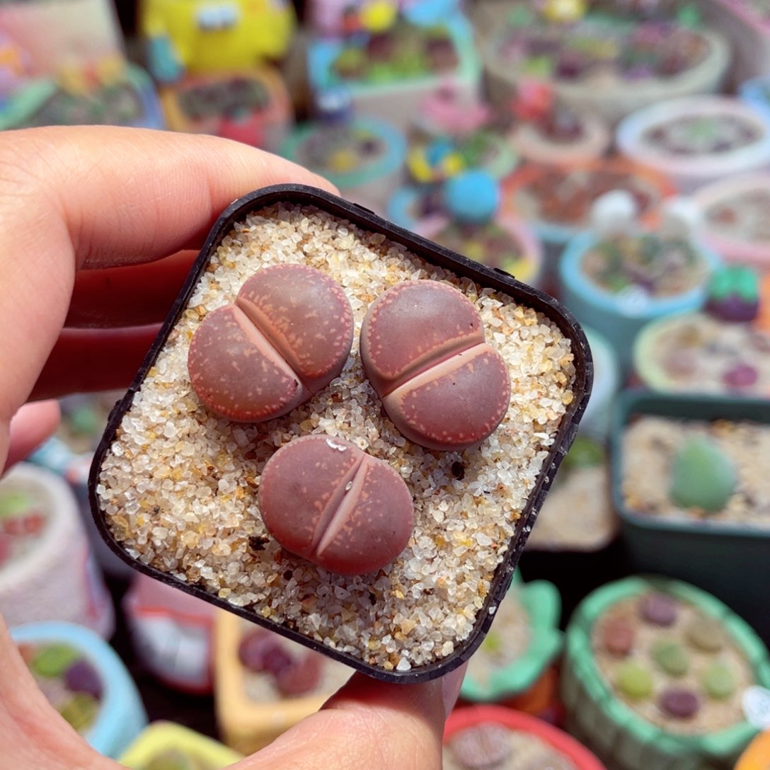 404. 6784775786756566