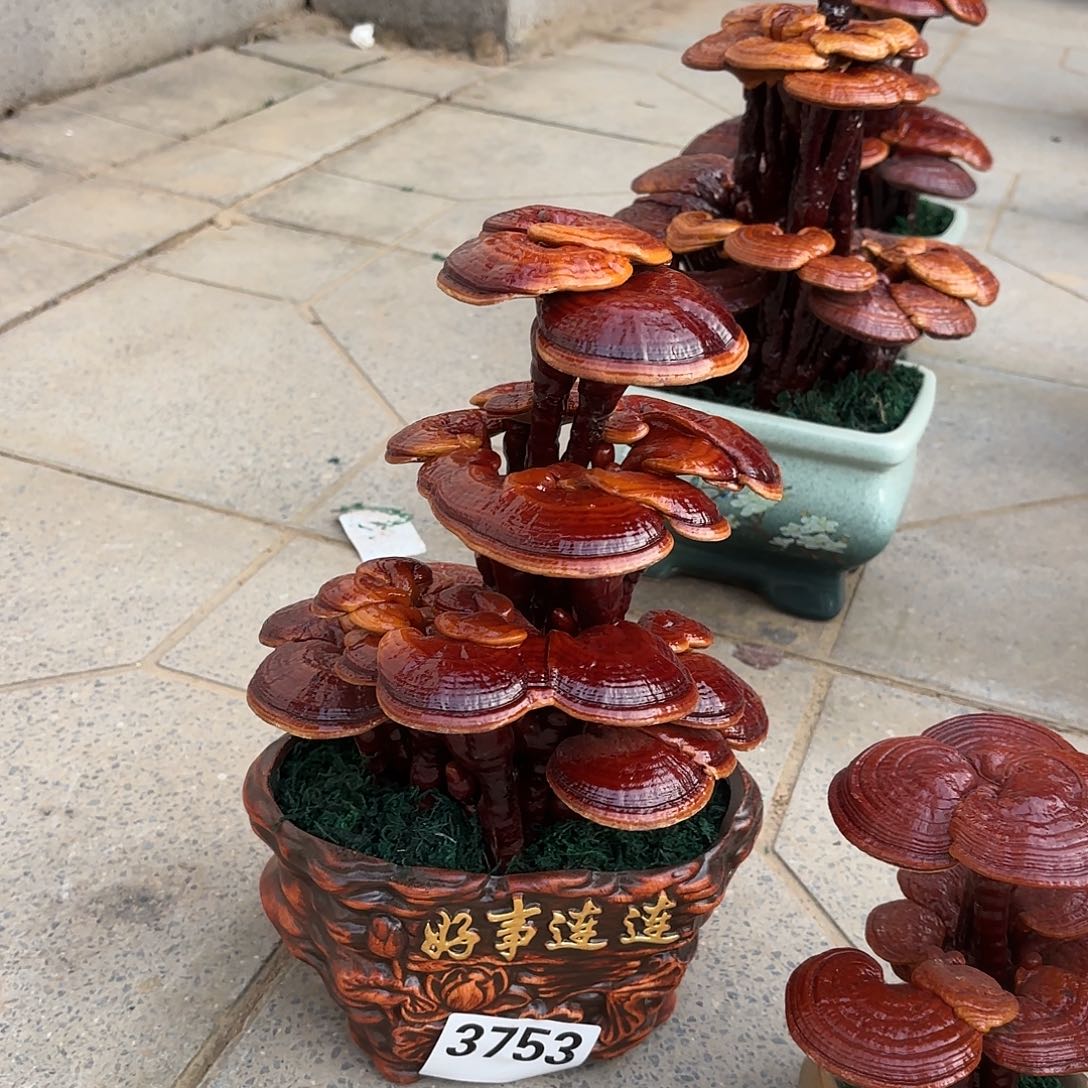 无花朵灵芝是我国著名植物