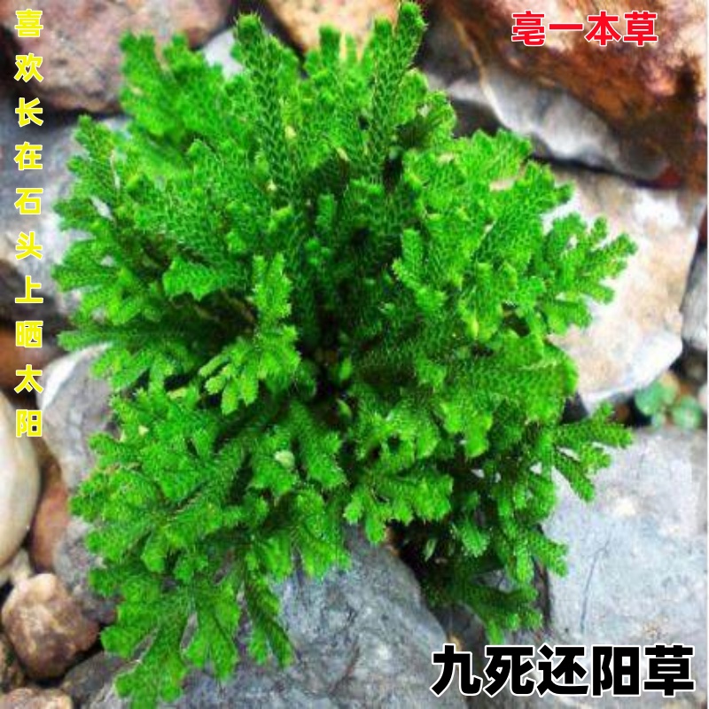 认百草道地九死还阳草正宗中草原产九龙卷柏道地