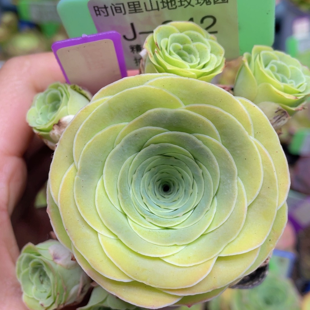 轻甜玫瑰J042一物一拍