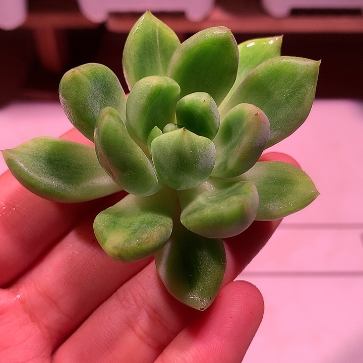 红象牙锦锦锦锦锦锦
