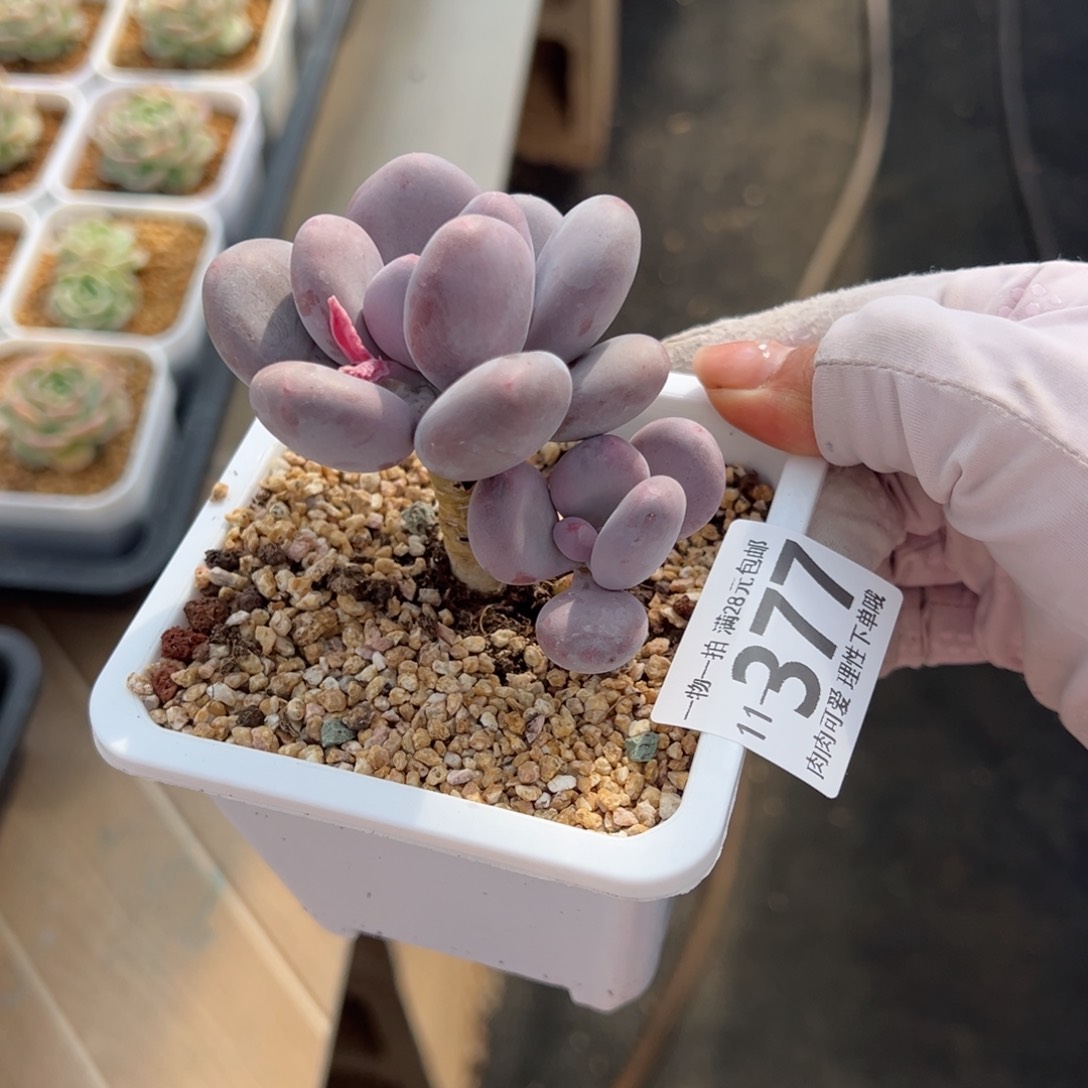 大叶奶多肉多多肉多肉