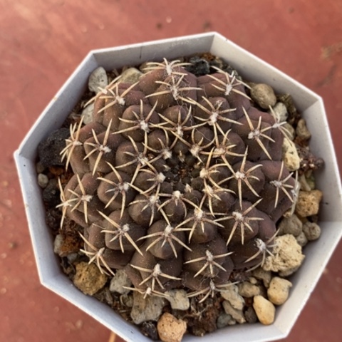 白刺瑞昌玉5仙人球