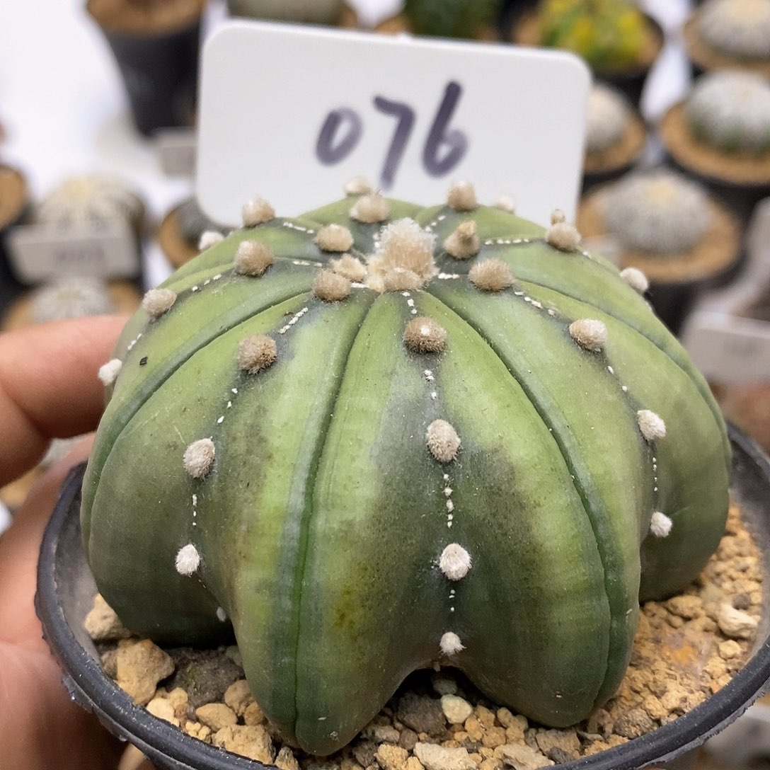 开播时间周一晚上播出信息