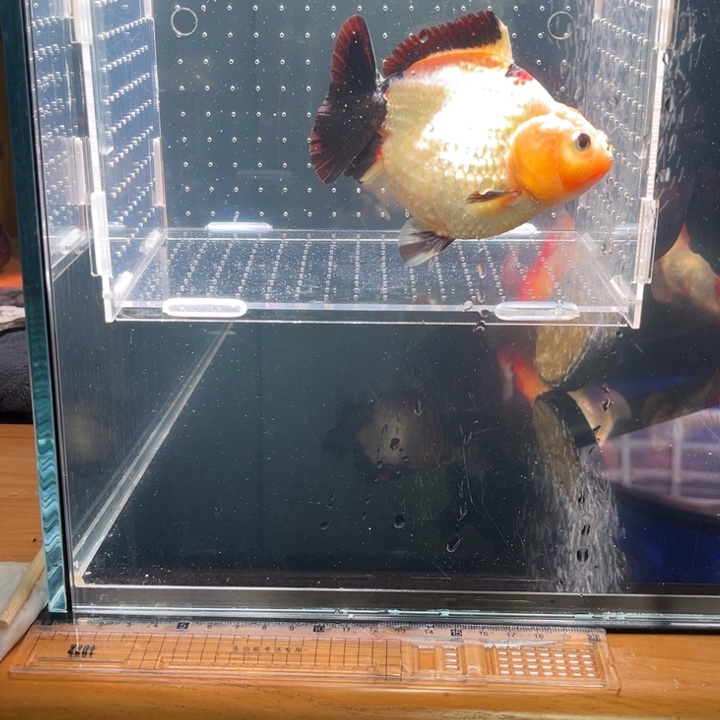 金鱼鱼饼直销玛丽金鱼