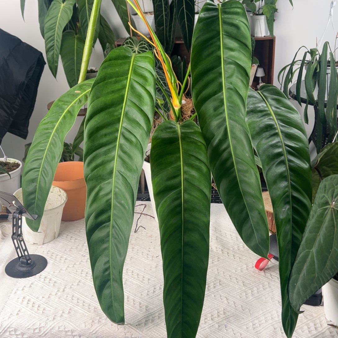 完全开放原种超大Pp