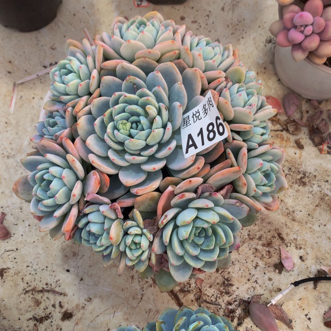 A****星悦多肉  A186