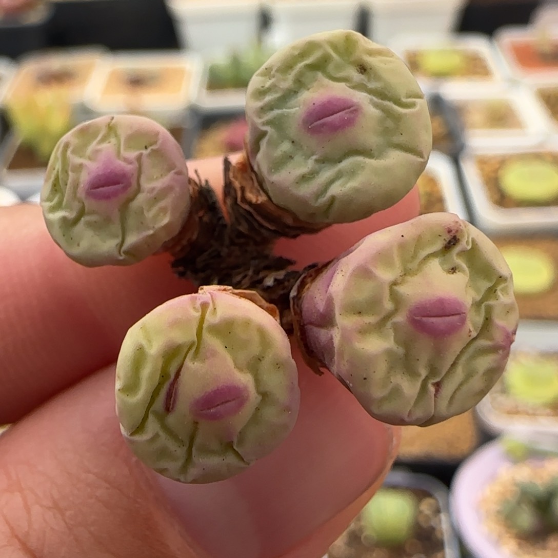 1.24号多肉4头大嘴18号