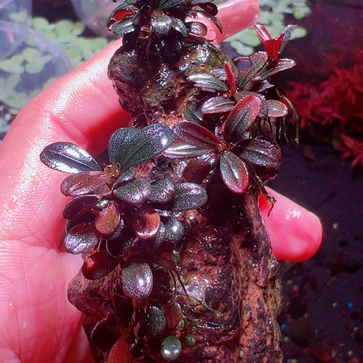 福利68号福利价植物一头