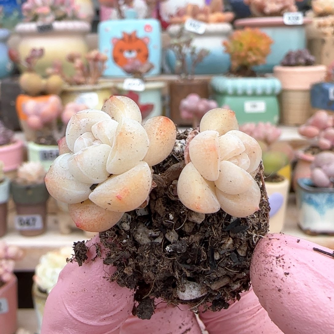 优选 小脸冰玉 一物一拍