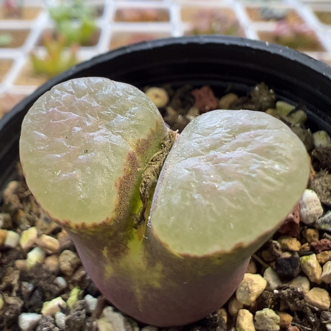 紫体白窗磁铁 肉锥植物