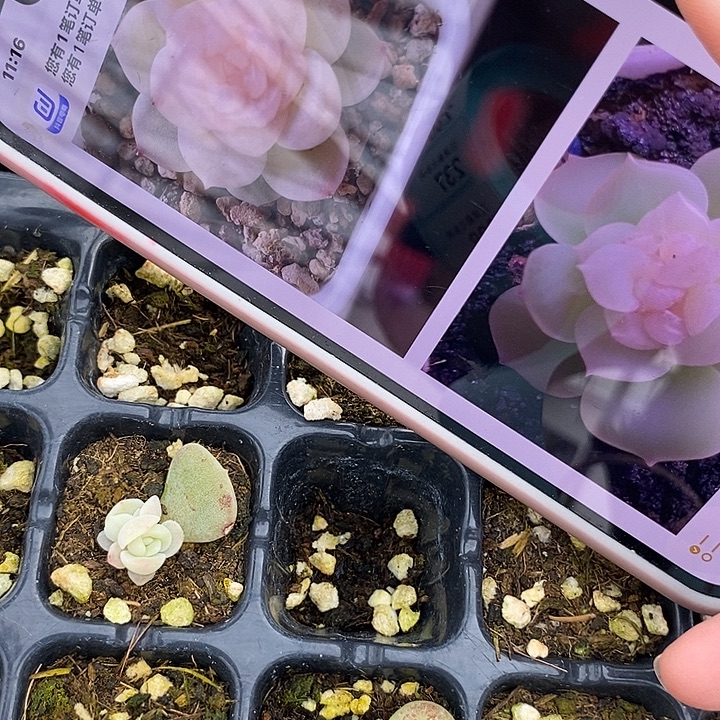 雪茶芽苗一个多肉