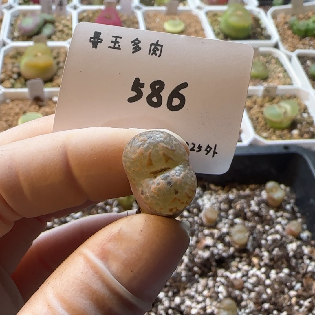 善**生多肉多肉多肉2025-586