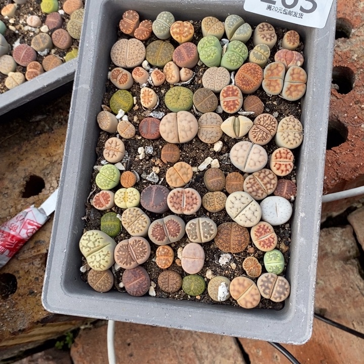 S***1生石花等植物的生长163