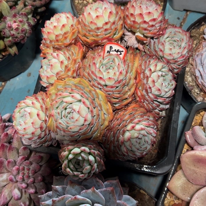 赜***锅精品多肉植物老桩