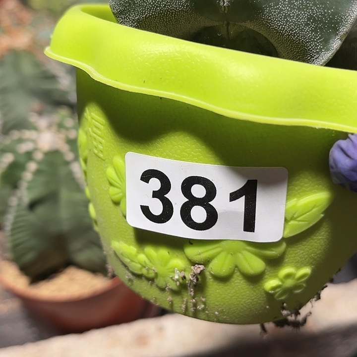 无花朵有**应1111111111111