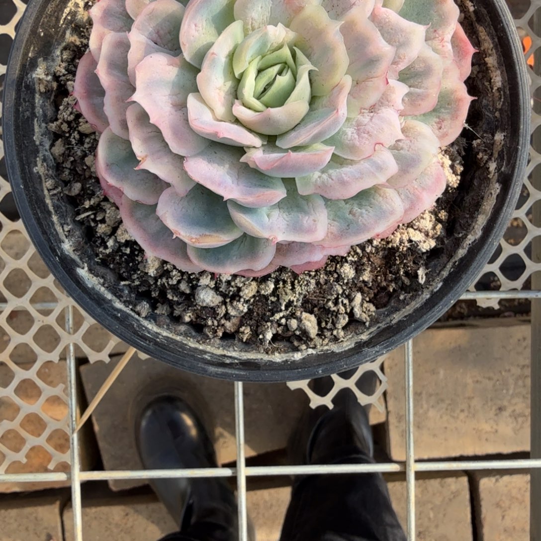 *****无花朵肉肉肉肉肉肉肉肉肉肉