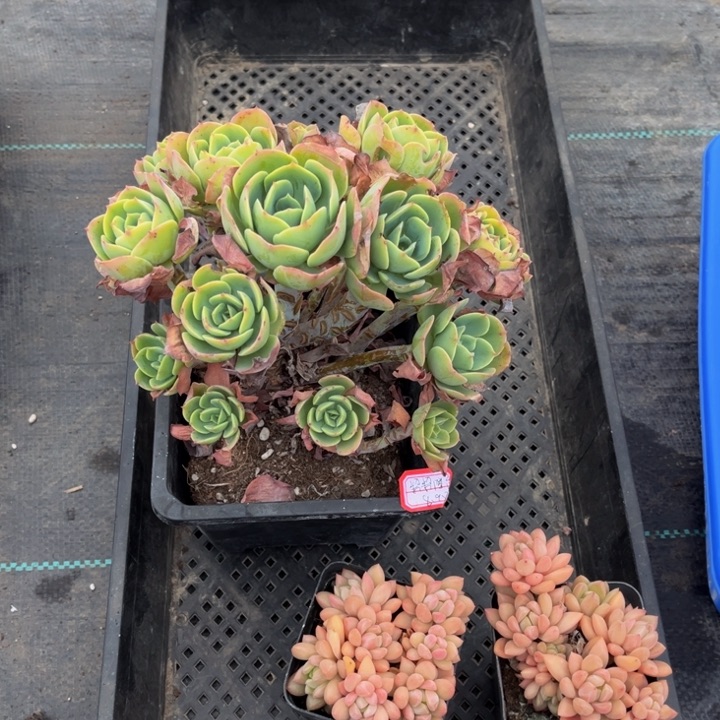 梁****肉柠檬玫瑰贵妃两颗