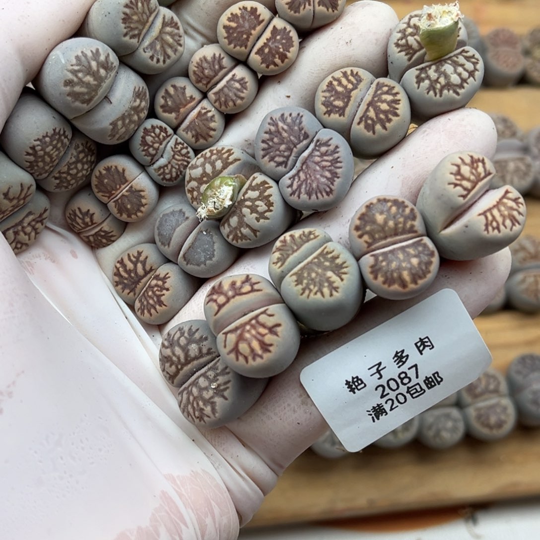 2087号一首菊化石发货特价