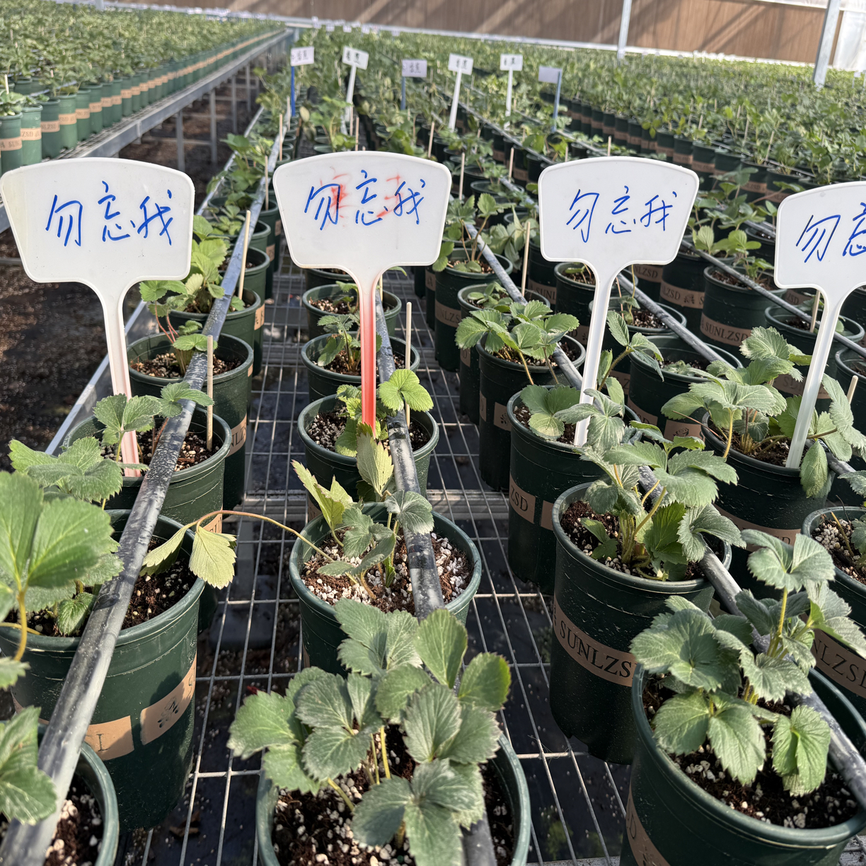 勿忘我草莓盆栽1加仑原盆原土