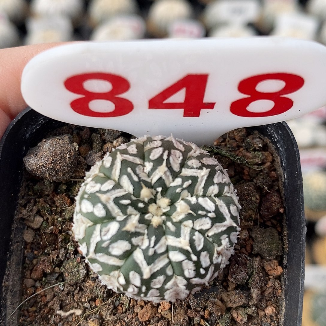 848v兜系列产品福利