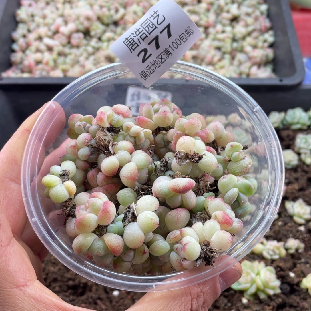 冰玉一物一拍277…