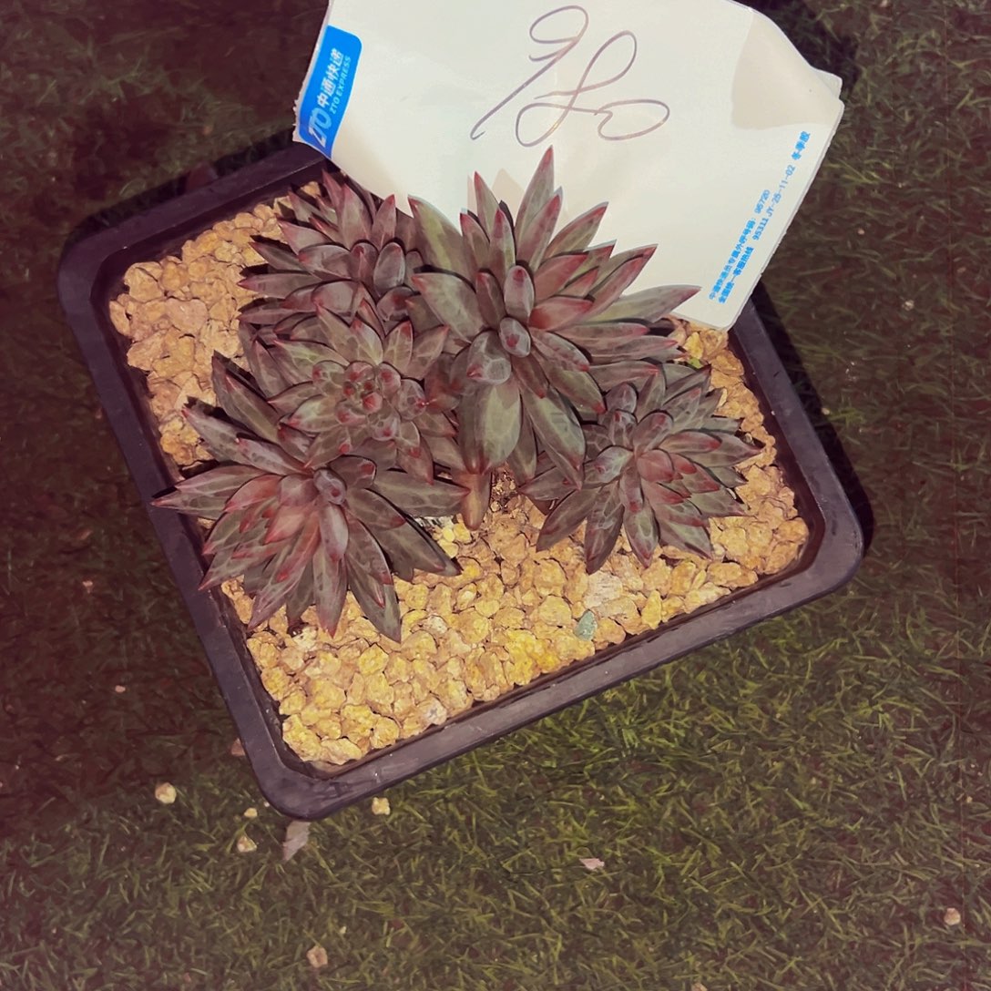 爱****980号一物一拍脱土包邮