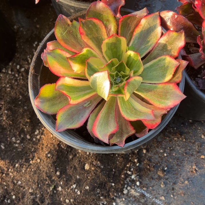多肉植物魅影不售后