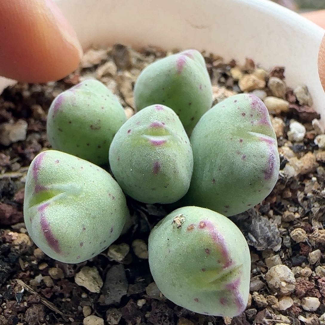 脱土年后发货24151