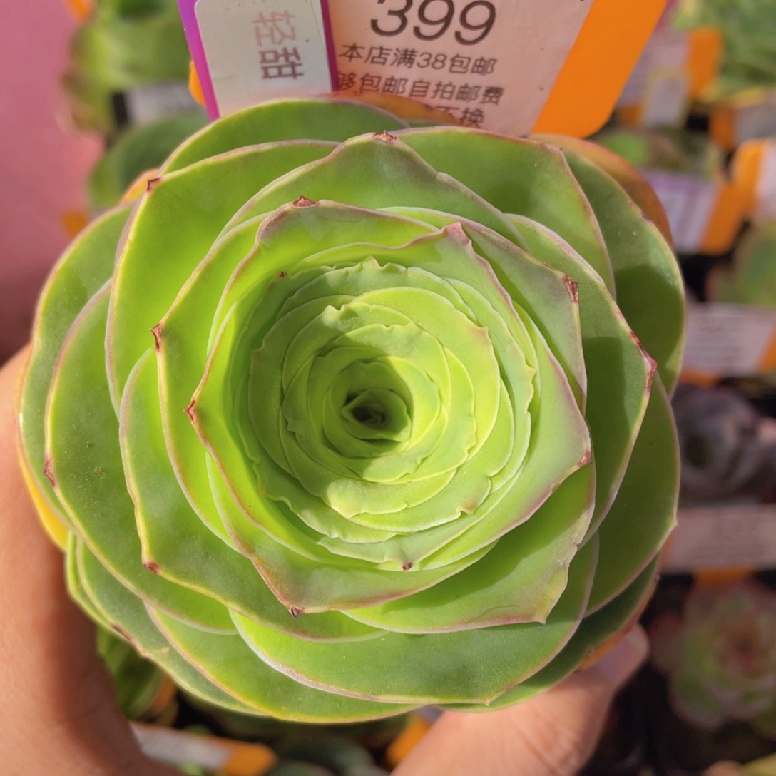轻甜399一物一拍