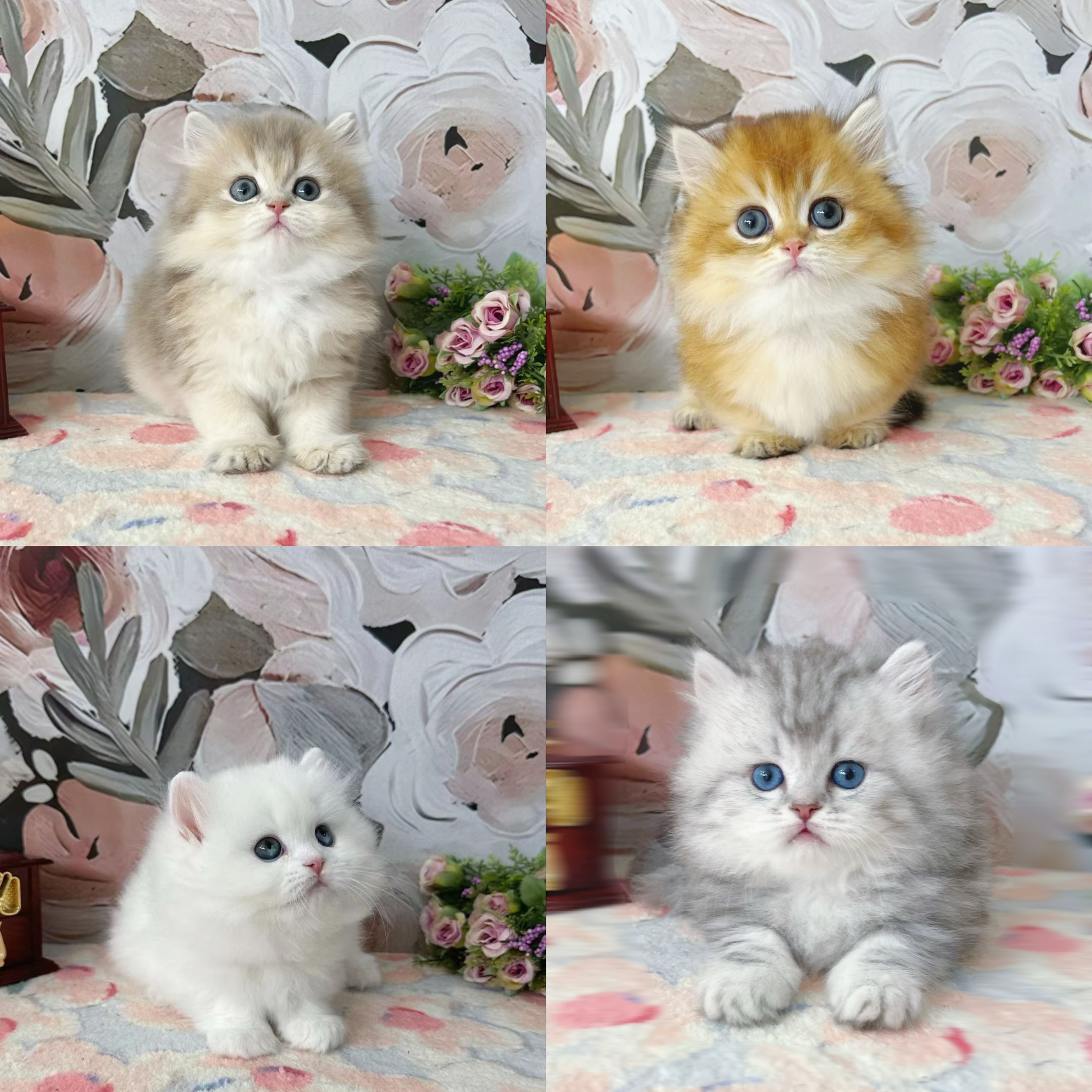 珈泽宠业宠物幼猫活体