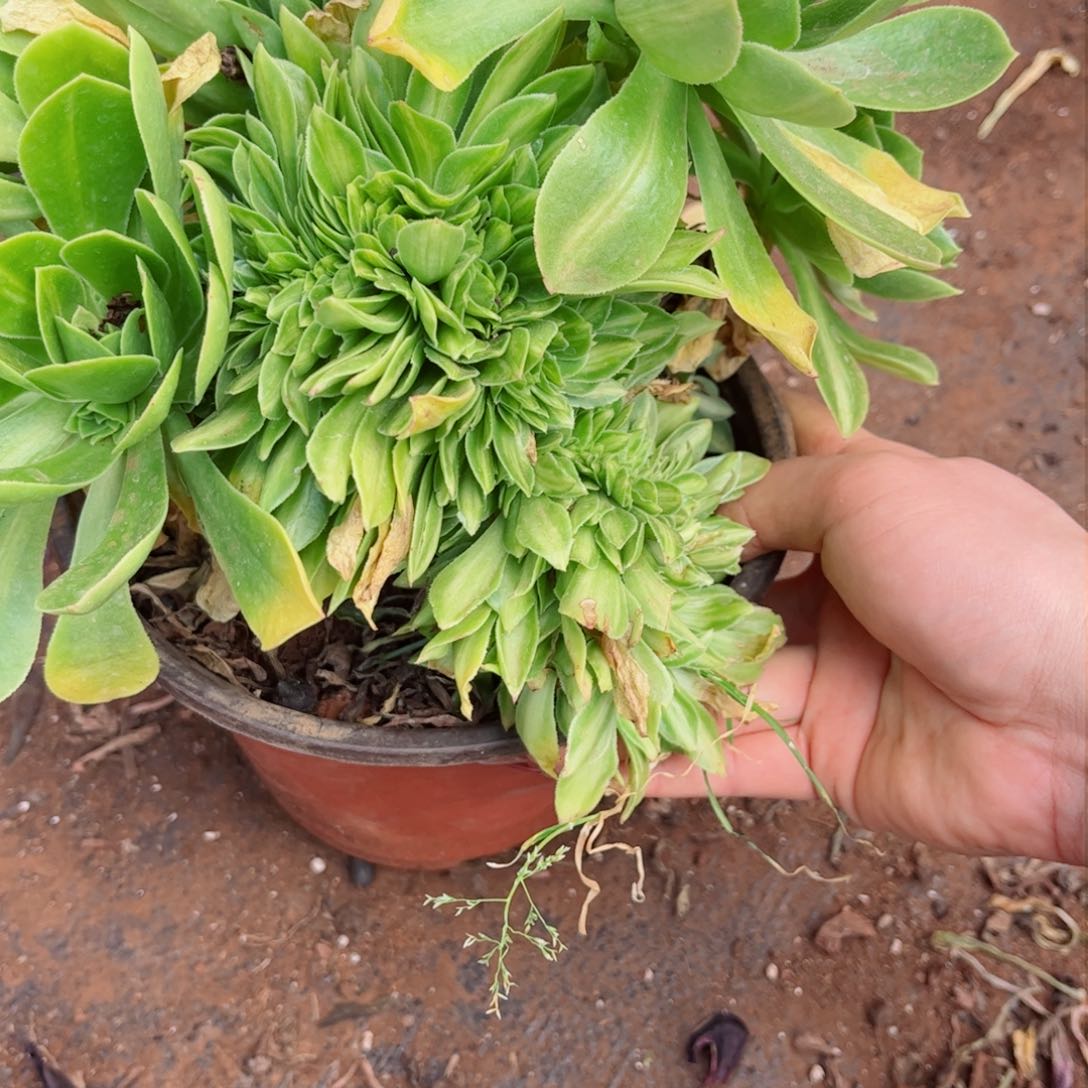 多肉植物402翡翠琉璃