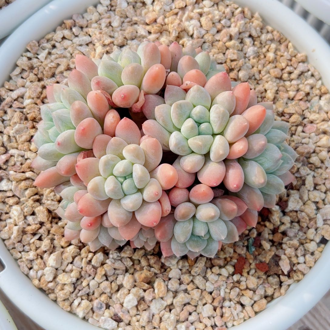 自然群多肉植物多肉