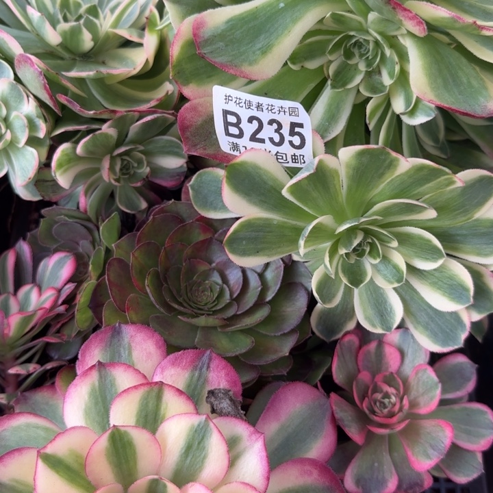 多肉法师淘宝福利