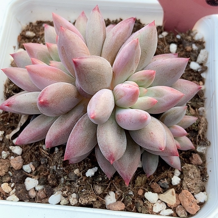 多肉植物金鱼姬7106多肉