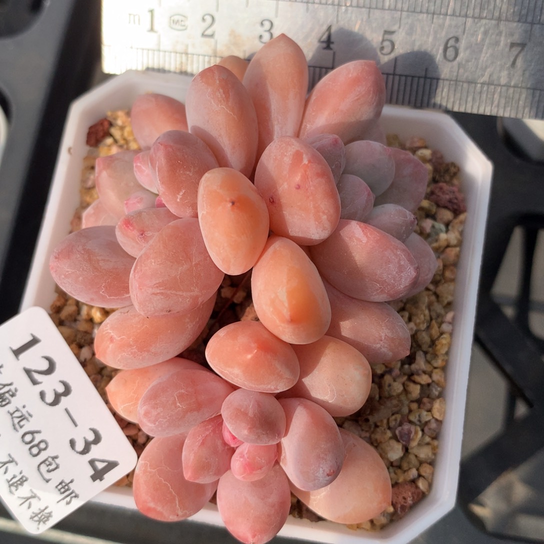 34。香水老桩。满六八包邮。