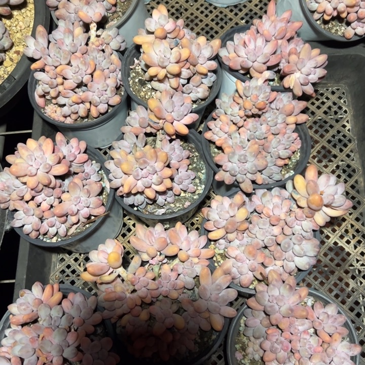 精品多肉植物老桩随机发一棵汤圆