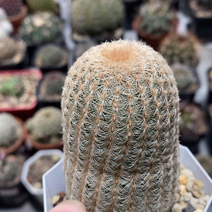 【闪购商品】白太阳