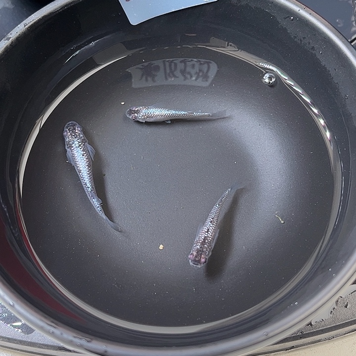 青鳉鱼青云钻3条17号